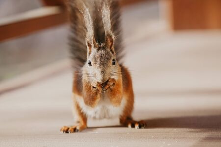 Luxurious squirrel with big fluffy ears stands on its hind legs. In the front legs holds a nut close up. Looking straightの写真素材