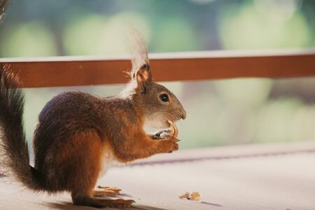 Red squirrel with fluffy ears sits on its hind legs and eats a walnut. Side view. Close-upの写真素材