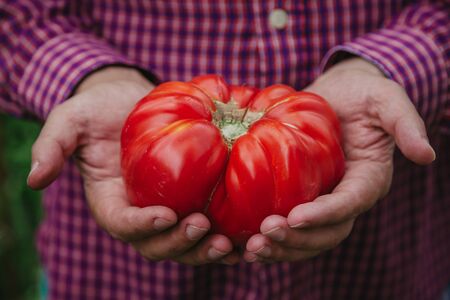 Excellent harvest. Large red tomato variety Ribbed giant lies on two handsの写真素材