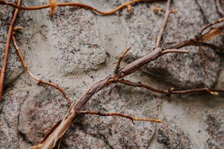 branch of decorative grape without leaves grows obliquely on a stone fence. Interesting abstract...