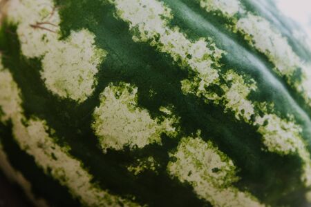 Spotted abstract organic background. Striped green-white watermelon close-up