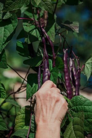 Harvesting green beans. Hands tearing purple bean pods on a bush with green leavesの写真素材