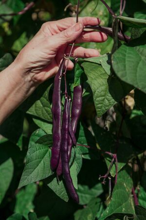 Harvesting green beans. Hands tearing purple bean pods on a bush with green leaves