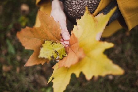 Female graceful hands holding large fallen maple leaves in a close-up parkの写真素材