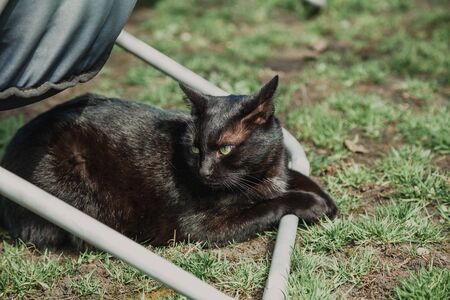 Camping. Beautiful black cat lies on the green grass. Above it is a portable soft chair.の写真素材