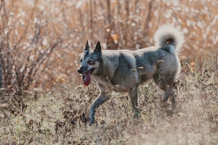 well-groomed husky hunting dog runs down the slope in the dry grass on a sunny day. Stuck out a long...