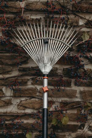 leaves are already fallen. Steel fan rake stand in front of a stone fence overgrown with decorative grapes on an autumn dayの写真素材