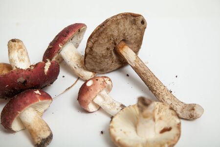 Beautiful russula mushrooms with red plate hats lie on a white background. Next to it is a thin-leg...