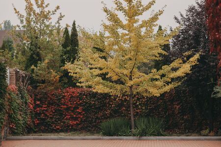Autumn landscape. A beautiful ginkgo tree with yellow leaves stands in front of a fence covered with...