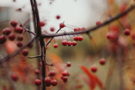 Red round berries weigh on a tree branch. Between them droplets of rainの写真素材