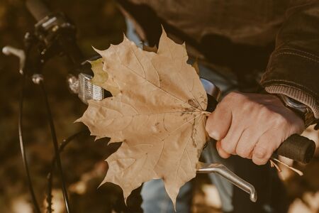 Male hand with a bouquet of yellow maple leaves holds the handlebar of a modern bicycle
の写真素材
