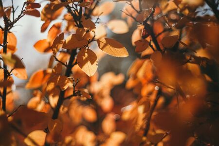 Golden colors of autumn. Tree branch with yellow leaves on a sunny autumn day
の写真素材