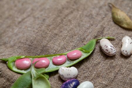 Pods and seeds of beans of different colors lie on burlap. View from above