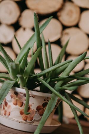 juicy green aloe bush in a ceramic pot stands against a background of round cross-section firewood laid in rows close-upの写真素材