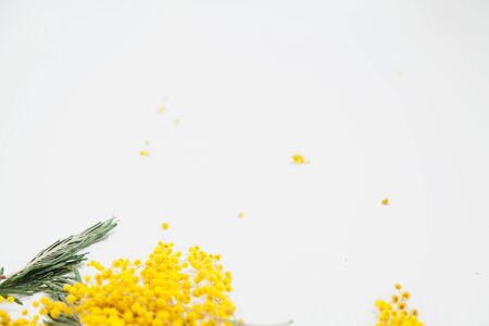 Spring still life. Yellow mimosa branch lies on a white background
の写真素材