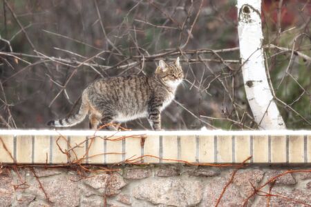 beautiful plump tabby cat walks over a stone fence. A layer of white snow lies on the bricks. Birch grows behind

の写真素材