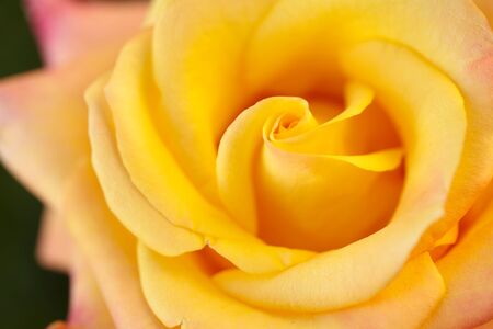 Beautiful yellow rose bud with spiral delicate petals close-up

の写真素材