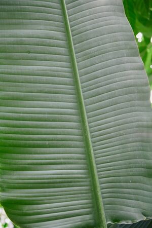 Banana palm Ensete leaves background. Tropical forest green foliage
の写真素材