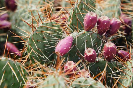 Prickly wildlife. Green cactus of round shape with large brown needlesの写真素材