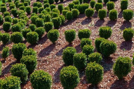 Many young boxwood bushes on the ground covered with decorative wood chips