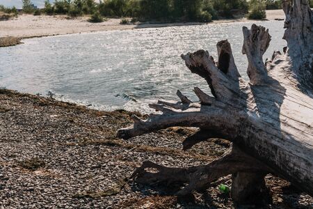 deserted river beach and a large log with roots on the shore on a summer sunny dayの写真素材