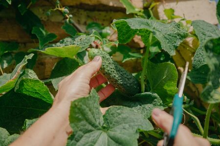 Ripe green cucumber is cut from a branch with scissorsの写真素材