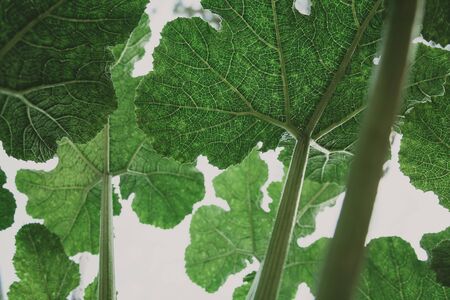 Large leaf of a vegetable marrow. Bottom view on the leaves of a squash bushの写真素材