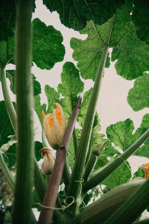 Big green leaf of zucchini bottom view. Large leaf of a vegetable marrow. Bottom view on the leaves of a squash bushの写真素材