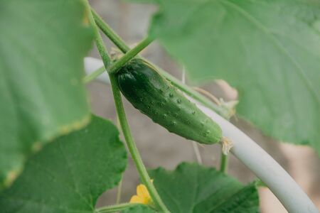 Green ripe fresh cucumber grows among green leavesの写真素材