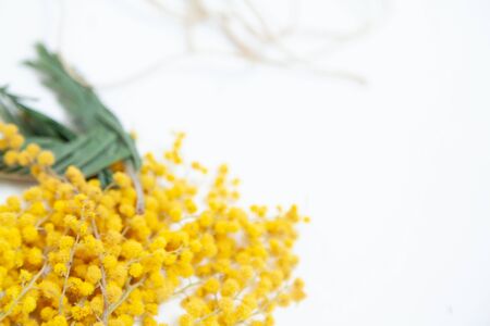 Spring still life. A branch of a yellow mimosa lies on a white background. Nearby is a rope
の写真素材