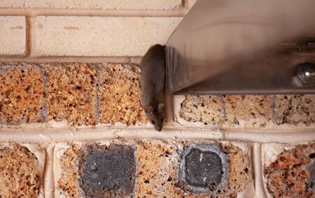 small gray mouse crawls out of a stainless metal construction against a brick wall.