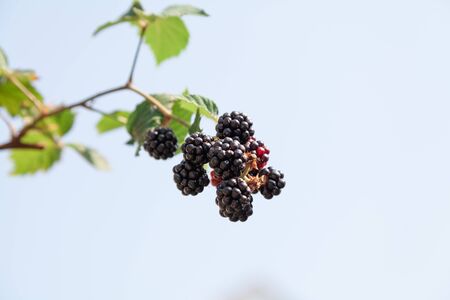 Ripe blackberries on a branch with leaves on a background of blue skyの写真素材