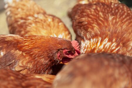 Several pockmarked brown hens gathered in a circle. One chicken raised its head above the others. Red crest is visibleの写真素材