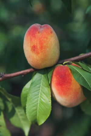 harvest of fruits. Two appetizing ripe peaches weigh on a vertical branch with green leavesの写真素材
