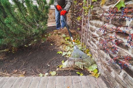 fan rake on a long handle collects fallen leaves of decorative grapes along a stone fence in autumn dayの写真素材