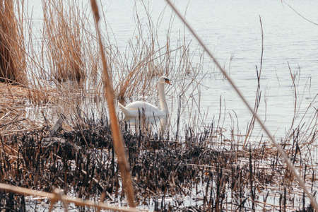 White swan swims on the water surface of the lake between dry reeds on a spring sunny dayの写真素材