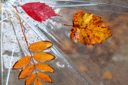 Fallen leaves of trees of different shapes and colors stuck to an umbrella made of transparent material close-upの写真素材