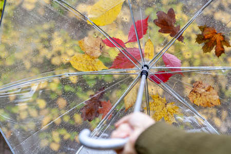 open umbrella made of transparent plastic on which fallen leaves of different trees stuck. Bottom viewの写真素材
