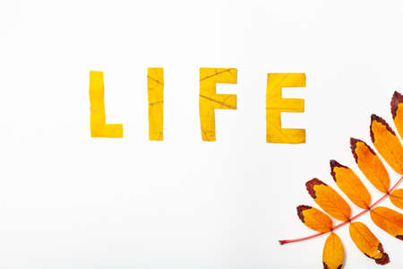 life. Letter carved on a beautiful yellow maple leaf on a white background close-upの写真素材