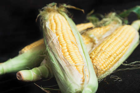 Appetizing cobs of ripe yellow corn with green leaves lie on a black background close-up