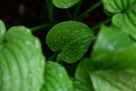 After the rain. Beautiful drops of water on the juicy green leaves of the host plantの写真素材