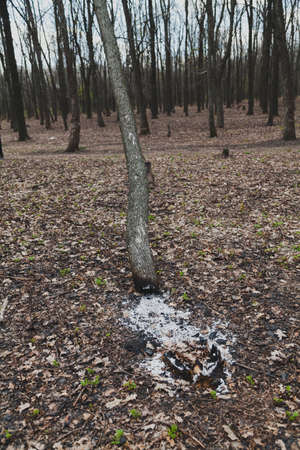 trunk of a tree burnt at the very root lies at an angle in the autumn forestの写真素材
