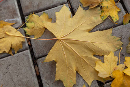 beautiful large fallen yellow maple leaf lies on the paving slabs in the autumn park. Small leaves aroundの写真素材
