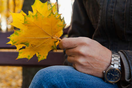 Autumn plot. Yellow maple leaves in the hands of a man sitting on a bench