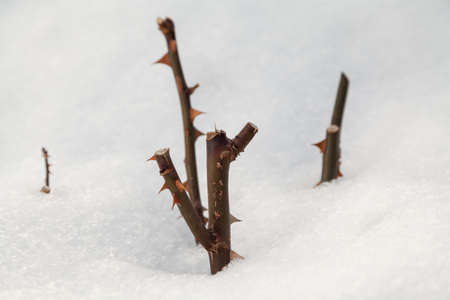 Rose and snow. A pruned rose bush grows in a layer of white sparkling snow. There are thorns on the roseの写真素材