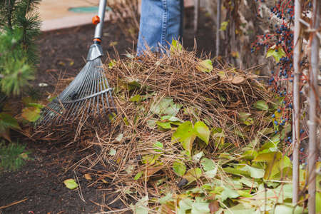 toilet of the summer cottage. A pile of fallen pine needles and leaves of decorative grapes lies in front of the fence. Near a steel rakeの写真素材
