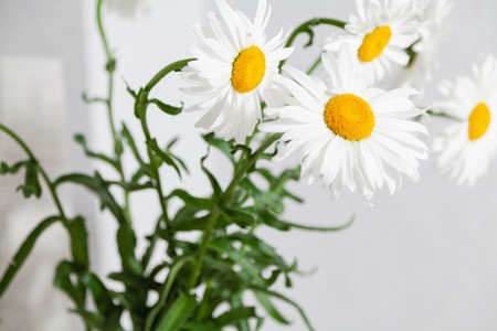 bouquet of large daisies on green stalks close upの写真素材