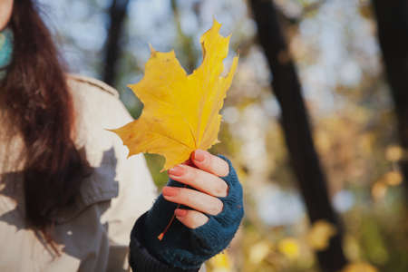 Autumn mood. A large yellow maple leaf in a woman's hand in blue woolen mitts.