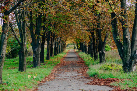 Autumn landscape. The alley between the chestnuts in the park is strewn with fallen leaves on a...