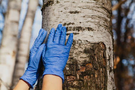 Hands in blue rubber latex disposable gloves lie on a birch trunk close-upの写真素材